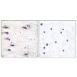 Immunohistochemistry - Anti-KSR (phospho Ser392) Antibody (A0075) - Antibodies.com