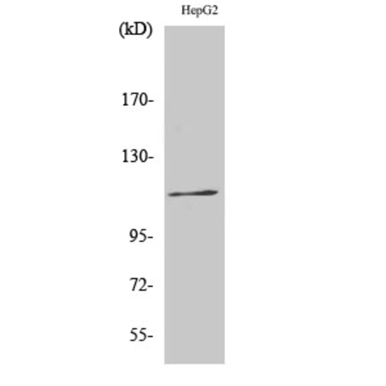Western Blot - Anti-KSR (phospho Ser392) Antibody (A0075) - Antibodies.com