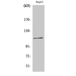 Western Blot - Anti-KSR (phospho Ser392) Antibody (A0075) - Antibodies.com