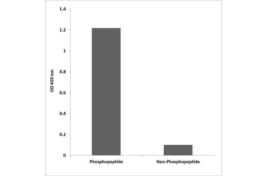 ELISA - Anti-KIT (phospho Tyr936) Antibody (P12-1132) - Antibodies.com
