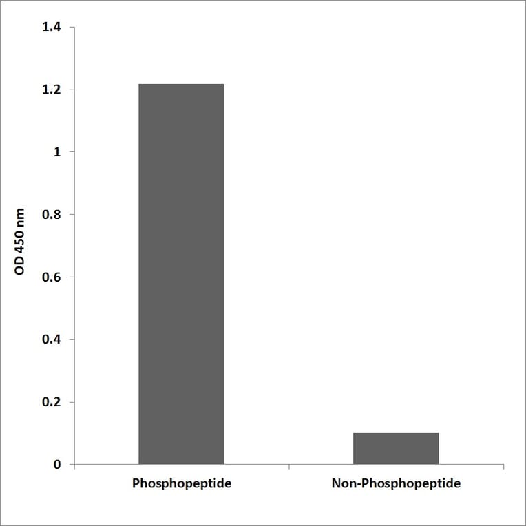 ELISA - Anti-KIT (phospho Tyr936) Antibody (P12-1132) - Antibodies.com