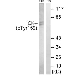 Western Blot - Anti-ICK (phospho Tyr159) Antibody (A8112) - Antibodies.com