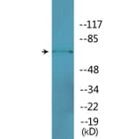 Western Blot - Anti-ICK (phospho Tyr159) Antibody (P12-1118) - Antibodies.com