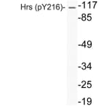 Western Blot - Anti-Hrs (phospho Tyr216) Antibody (P12-1027) - Antibodies.com