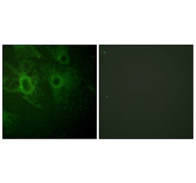 Immunofluorescence - Anti-HCK (phospho Tyr410) Antibody (A0938) - Antibodies.com