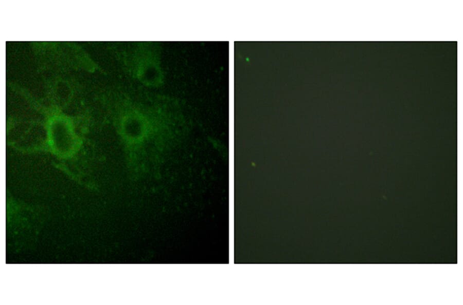 Immunofluorescence - Anti-HCK (phospho Tyr410) Antibody (A0938) - Antibodies.com