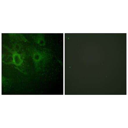 Immunofluorescence - Anti-HCK (phospho Tyr410) Antibody (A0938) - Antibodies.com
