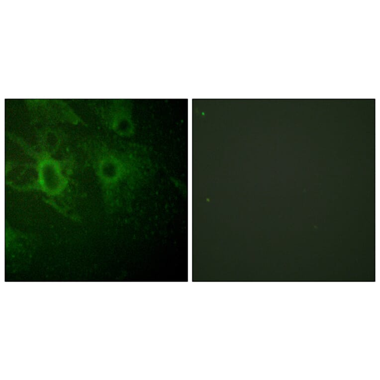 Immunofluorescence - Anti-HCK (phospho Tyr410) Antibody (A0938) - Antibodies.com