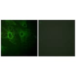 Immunofluorescence - Anti-HCK (phospho Tyr410) Antibody (A0938) - Antibodies.com