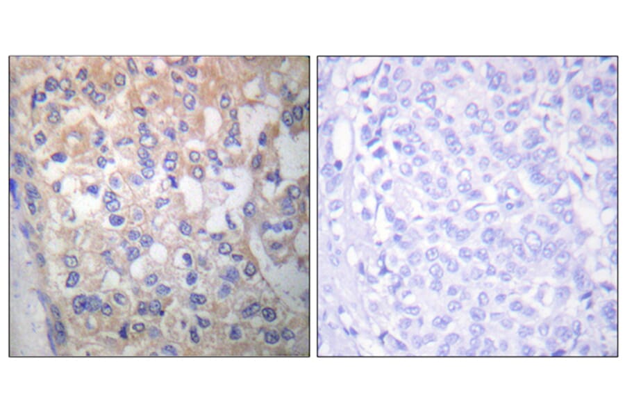 Immunohistochemistry - Anti-Fyn (phospho Tyr530) Antibody (A0430) - Antibodies.com