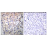Immunohistochemistry - Anti-Fyn (phospho Tyr530) Antibody (A0430) - Antibodies.com