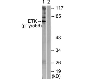 Western Blot - Anti-ETK (phospho Tyr566) Antibody (A0787) - Antibodies.com