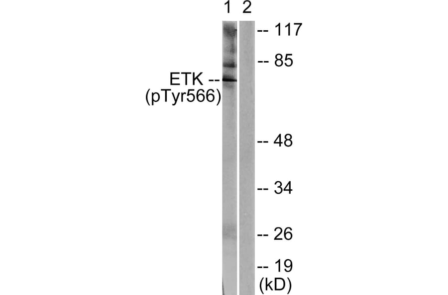 Western Blot - Anti-ETK (phospho Tyr566) Antibody (A0787) - Antibodies.com