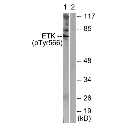 Western Blot - Anti-ETK (phospho Tyr566) Antibody (A0787) - Antibodies.com