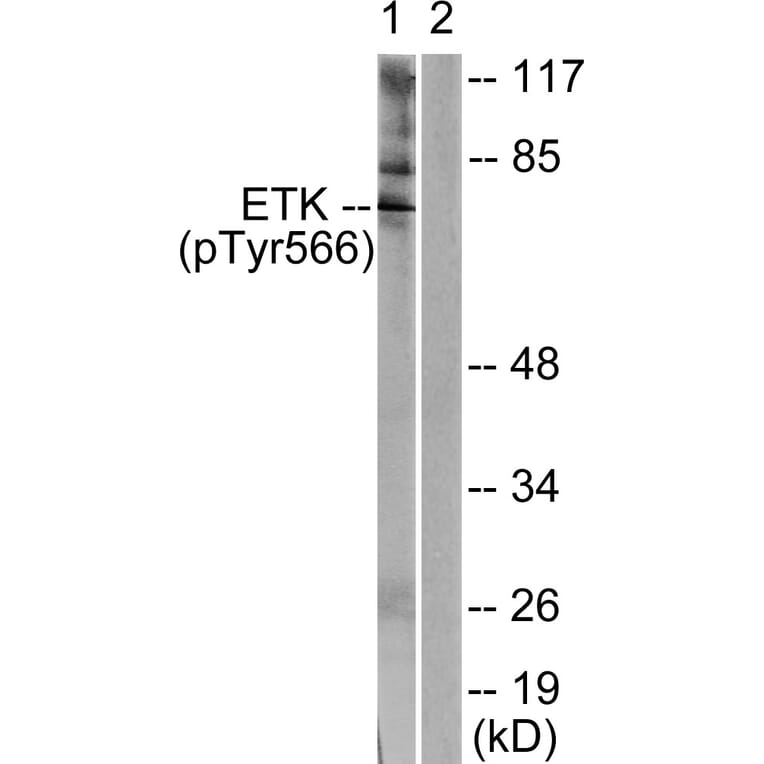 Western Blot - Anti-ETK (phospho Tyr566) Antibody (A0787) - Antibodies.com