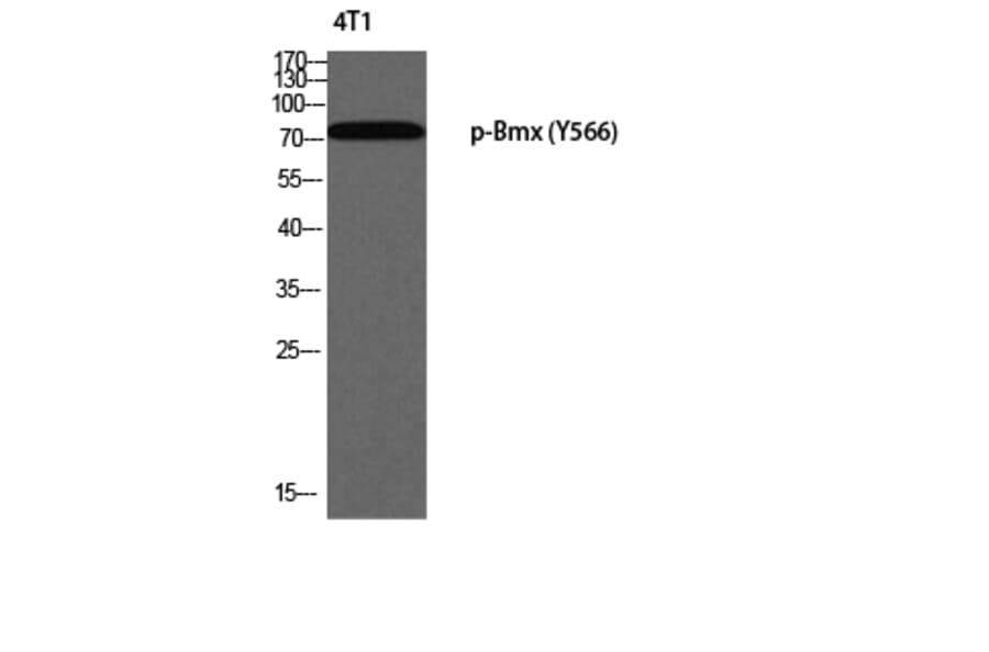 Western Blot - Anti-ETK (phospho Tyr566) Antibody (A0787) - Antibodies.com