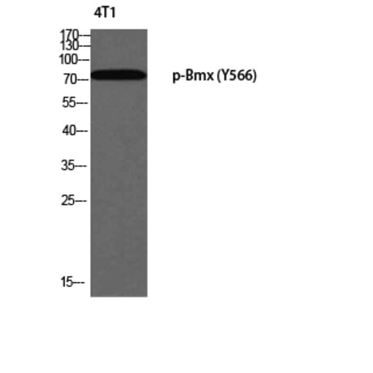 Western Blot - Anti-ETK (phospho Tyr566) Antibody (A0787) - Antibodies.com