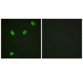Immunofluorescence - Anti-ERF (phospho Thr526) Antibody (A0477) - Antibodies.com