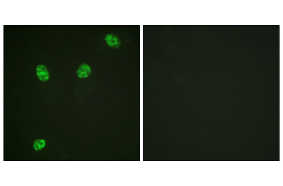 Immunofluorescence - Anti-ERF (phospho Thr526) Antibody (A0477) - Antibodies.com