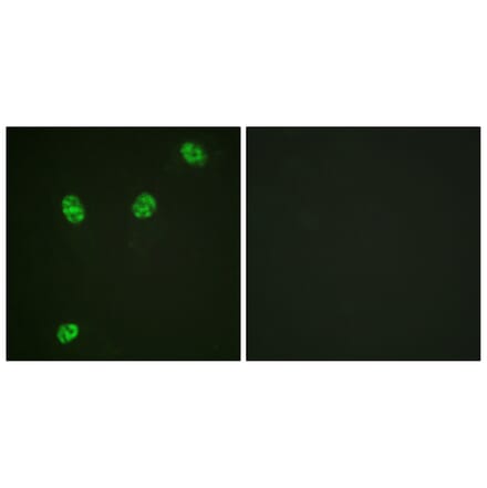 Immunofluorescence - Anti-ERF (phospho Thr526) Antibody (A0477) - Antibodies.com