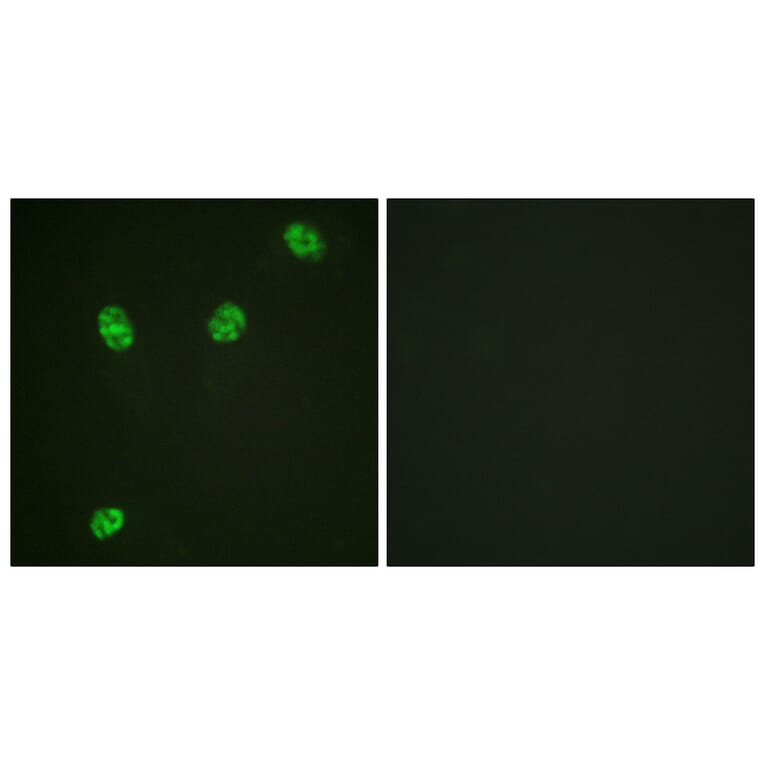 Immunofluorescence - Anti-ERF (phospho Thr526) Antibody (A0477) - Antibodies.com