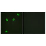 Immunofluorescence - Anti-ERF (phospho Thr526) Antibody (A0477) - Antibodies.com