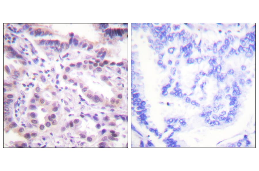 Immunohistochemistry - Anti-ERF (phospho Thr526) Antibody (A0477) - Antibodies.com
