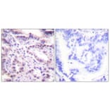 Immunohistochemistry - Anti-ERF (phospho Thr526) Antibody (A0477) - Antibodies.com