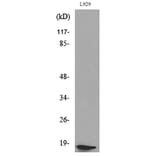 Western Blot - Anti-eIF5A (acetyl Lys47) Antibody (D12065) - Antibodies.com