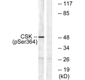Western Blot - Anti-Csk (phospho Ser364) Antibody (A0415) - Antibodies.com