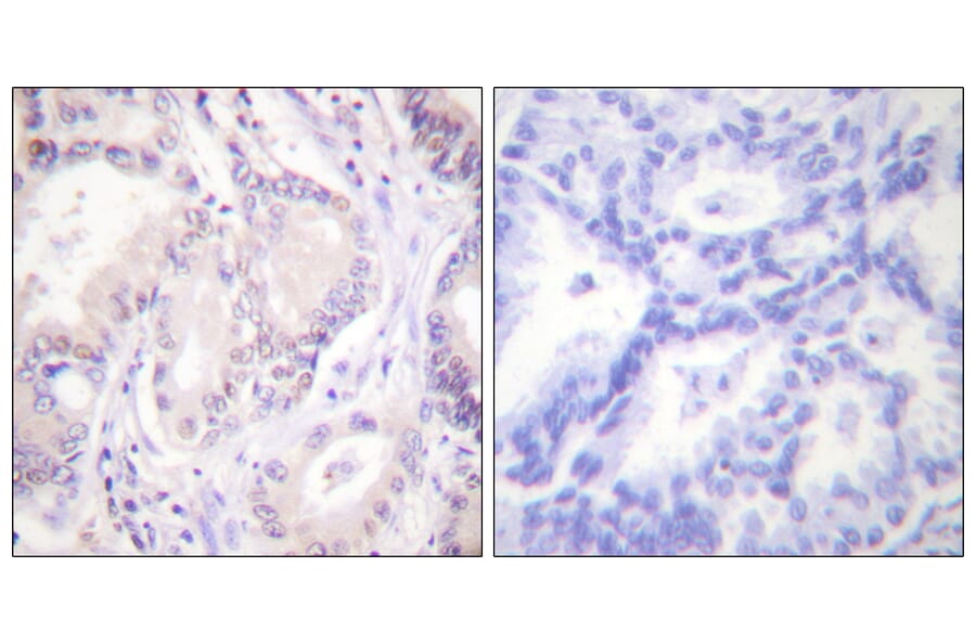 Immunohistochemistry - Anti-CDC6 (phospho Ser54) Antibody (A0413) - Antibodies.com