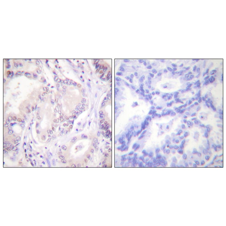 Immunohistochemistry - Anti-CDC6 (phospho Ser54) Antibody (A0413) - Antibodies.com