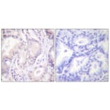 Immunohistochemistry - Anti-CDC6 (phospho Ser54) Antibody (A0413) - Antibodies.com