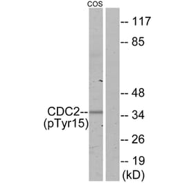 Western Blot - Anti-CDC2 (phospho Tyr15) Antibody (A7036) - Antibodies.com