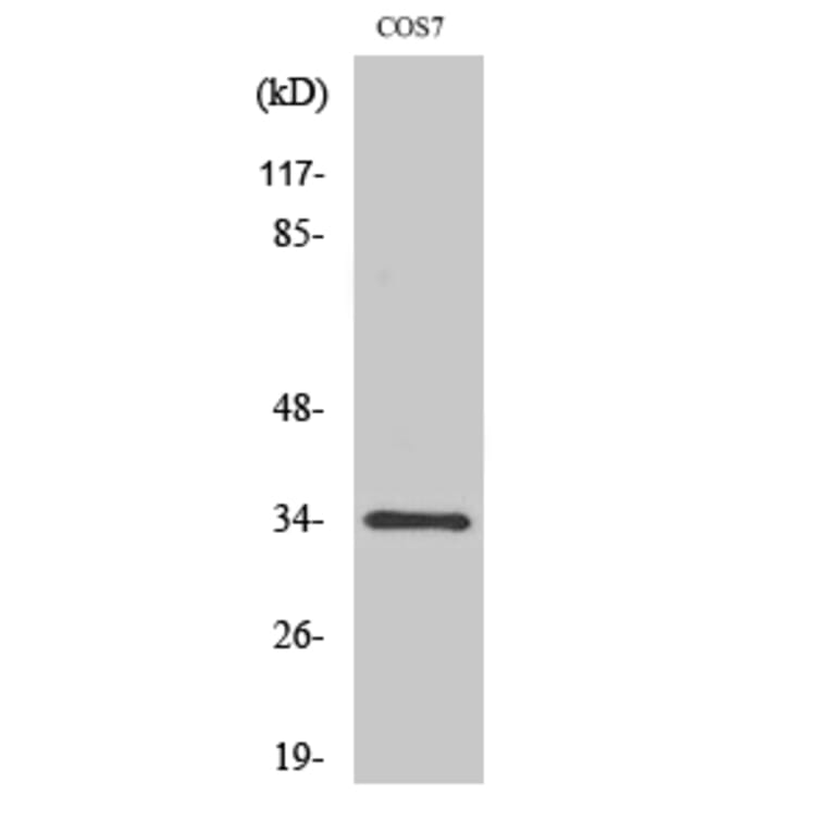 Western Blot - Anti-CDC2 (phospho Tyr15) Antibody (A7036) - Antibodies.com