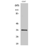 Western Blot - Anti-CDC2 (phospho Tyr15) Antibody (A7036) - Antibodies.com