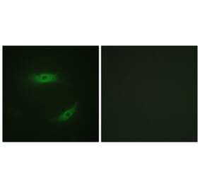 Immunofluorescence - Anti-CD4 (phospho Ser433) Antibody (A0846) - Antibodies.com