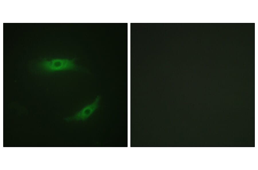 Immunofluorescence - Anti-CD4 (phospho Ser433) Antibody (A0846) - Antibodies.com