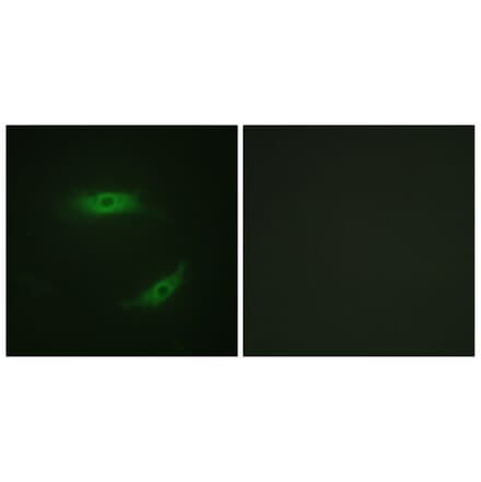 Immunofluorescence - Anti-CD4 (phospho Ser433) Antibody (A0846) - Antibodies.com