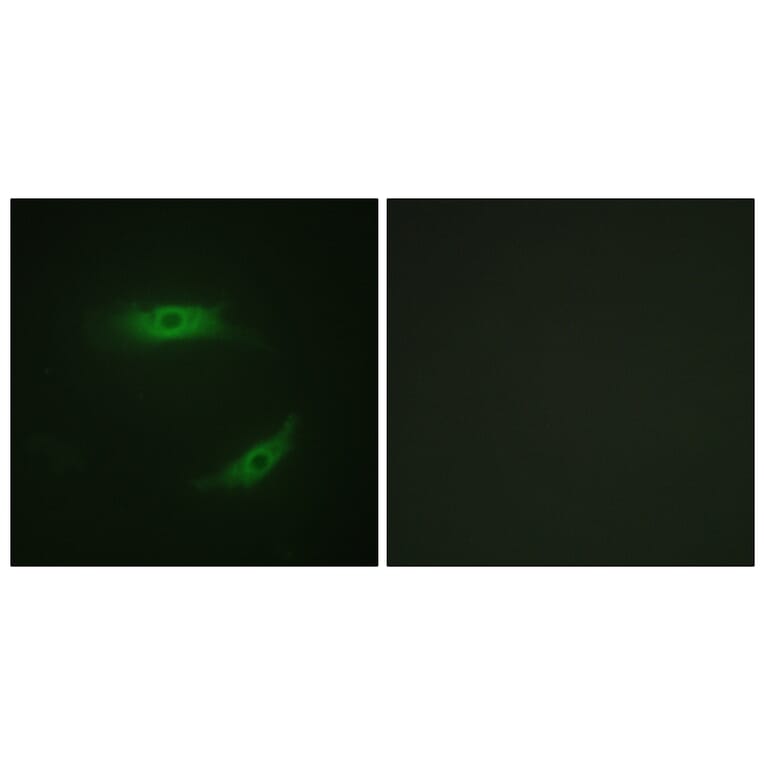 Immunofluorescence - Anti-CD4 (phospho Ser433) Antibody (A0846) - Antibodies.com