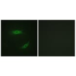 Immunofluorescence - Anti-CD4 (phospho Ser433) Antibody (A0846) - Antibodies.com