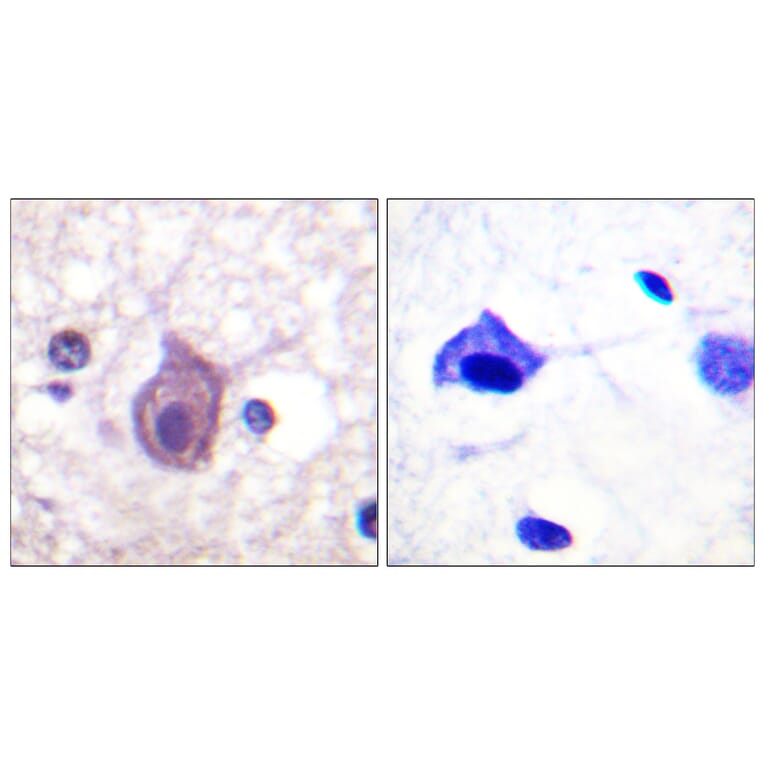 Immunohistochemistry - Anti-CD4 (phospho Ser433) Antibody (A0846) - Antibodies.com