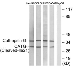 Western Blot - Anti-CATG (cleaved Ile21) Antibody (L0179) - Antibodies.com