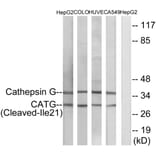 Western Blot - Anti-CATG (cleaved Ile21) Antibody (L0179) - Antibodies.com