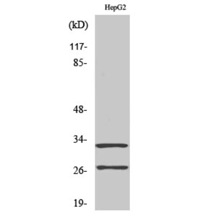 Western Blot - Anti-CATG (cleaved Ile21) Antibody (L0179) - Antibodies.com