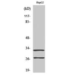Western Blot - Anti-CATG (cleaved Ile21) Antibody (L0179) - Antibodies.com