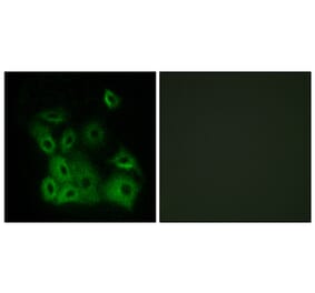 Immunofluorescence - Anti-Bax (phospho Thr167) Antibody (A0773) - Antibodies.com