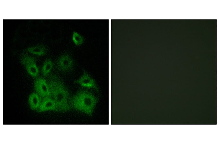 Immunofluorescence - Anti-Bax (phospho Thr167) Antibody (A0773) - Antibodies.com