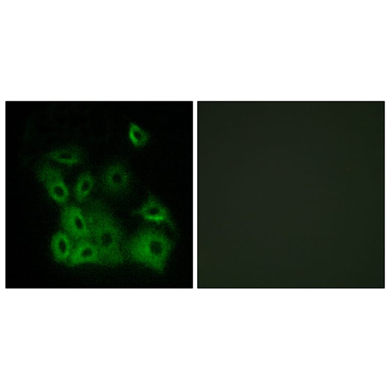 Immunofluorescence - Anti-Bax (phospho Thr167) Antibody (A0773) - Antibodies.com