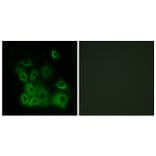 Immunofluorescence - Anti-Bax (phospho Thr167) Antibody (A0773) - Antibodies.com